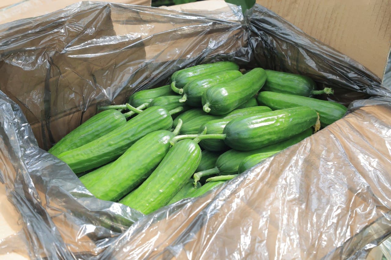 Kogon tumani: “Kogon agro saxovat servis” MCHJ 100 tonna bodring yetishtirish harakatida