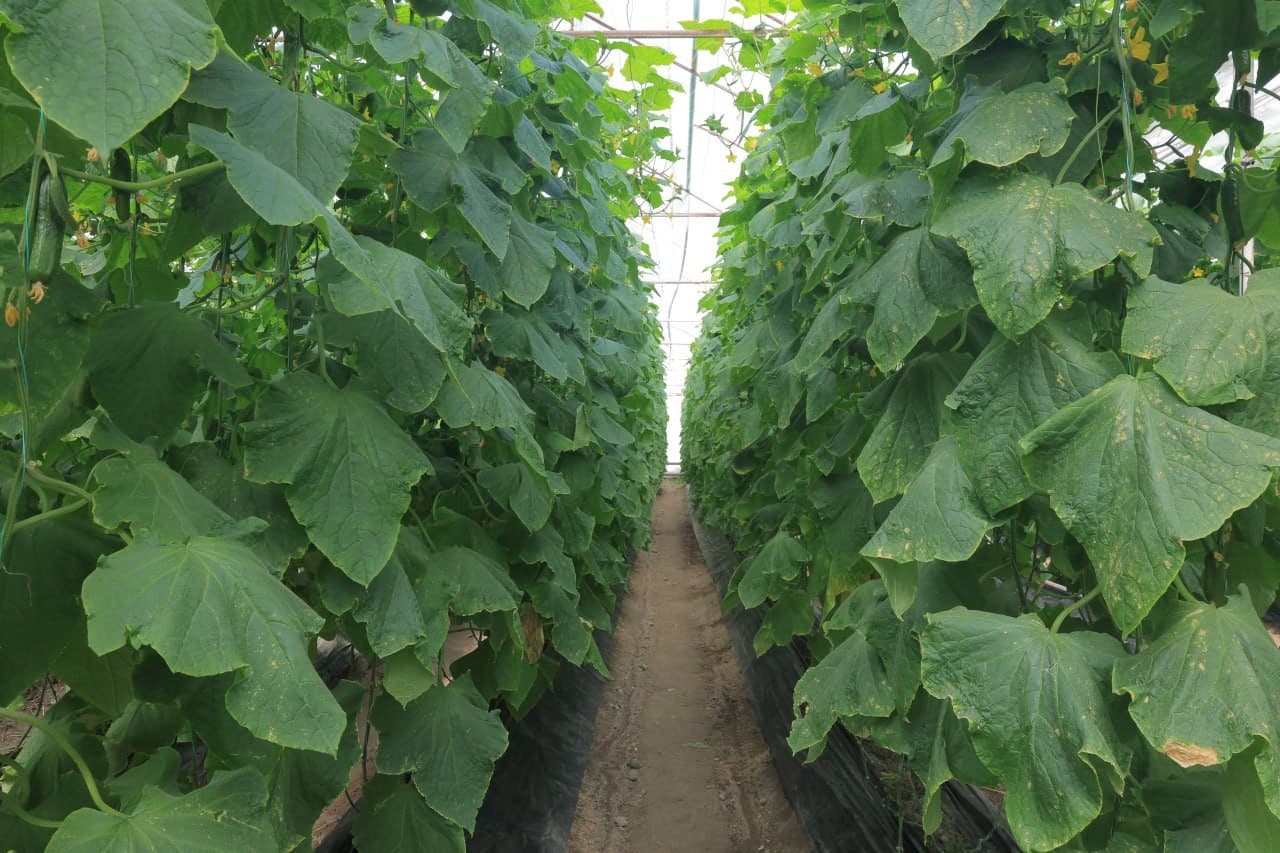 Kogon tumani: “Kogon agro saxovat servis” MCHJ 100 tonna bodring yetishtirish harakatida