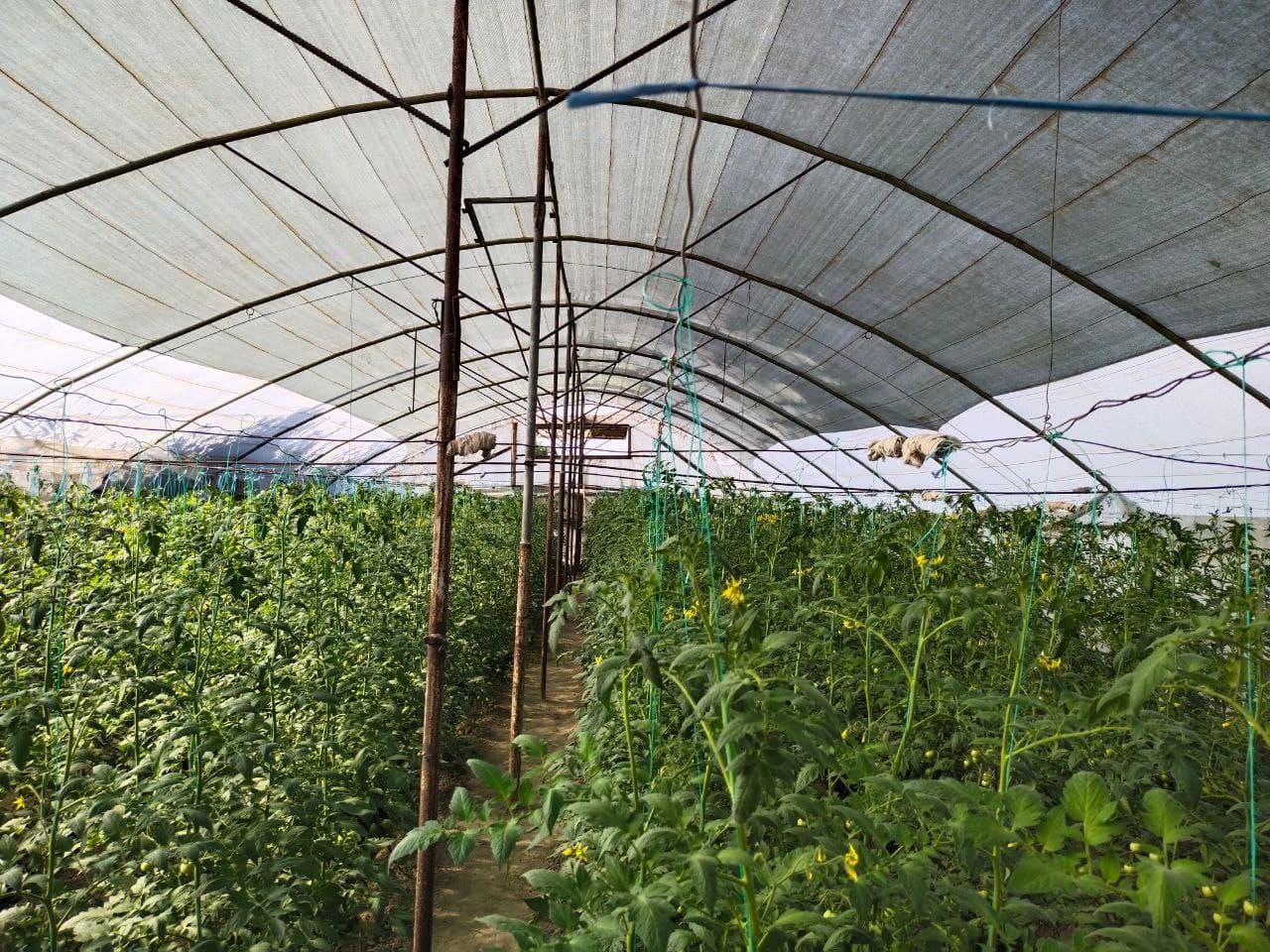 Kogon tumani: “Kogon agro saxovat servis” MCHJ 100 tonna bodring yetishtirish harakatida