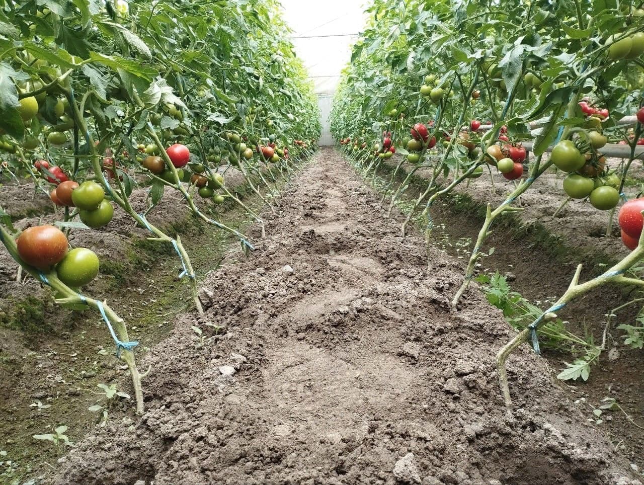 Vobkent: “Hajuvon” issiqxonalarida pomidor yetilib pishdi