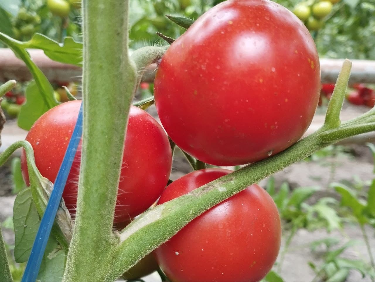 Vobkent: “Hajuvon” issiqxonalarida pomidor yetilib pishdi
