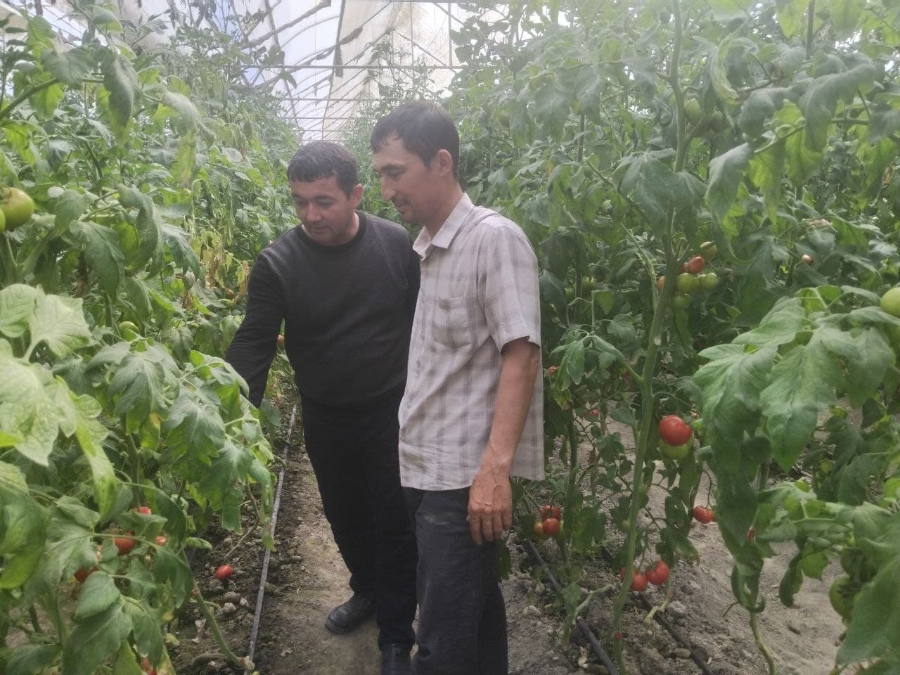 Vobkent: “Hajuvon” issiqxonalarida pomidor yetilib pishdi