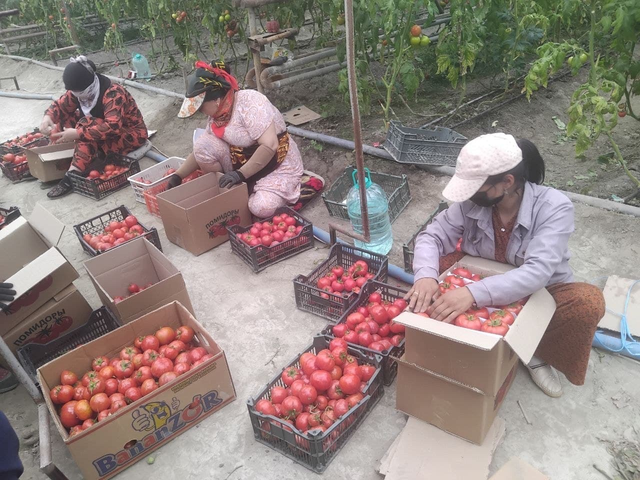 Vobkent: “Hajuvon” issiqxonalarida pomidor yetilib pishdi