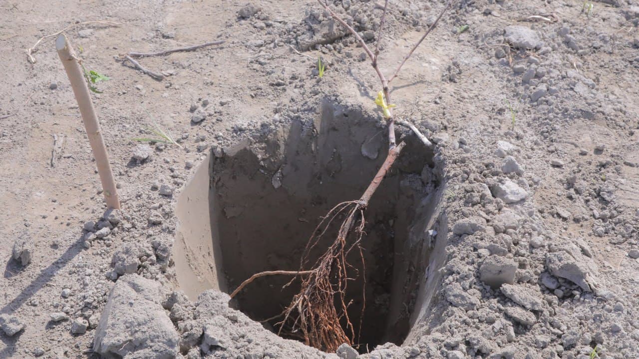 Олот: “Усмоншайх” маҳалласида 4 гектар ерда узумзор-токзор барпо қилинмоқда