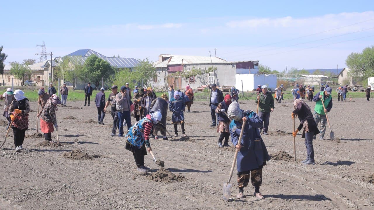 Олот: “Усмоншайх” маҳалласида 4 гектар ерда узумзор-токзор барпо қилинмоқда