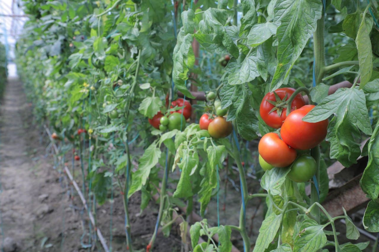 Пешкy: "Дейча"да Камоловлар хонадони иссиқхонадан 200 миллион сўм даромадни кўзлаган