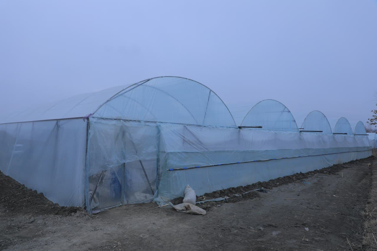 Пешкy: "Дейча"да Камоловлар хонадони иссиқхонадан 200 миллион сўм даромадни кўзлаган