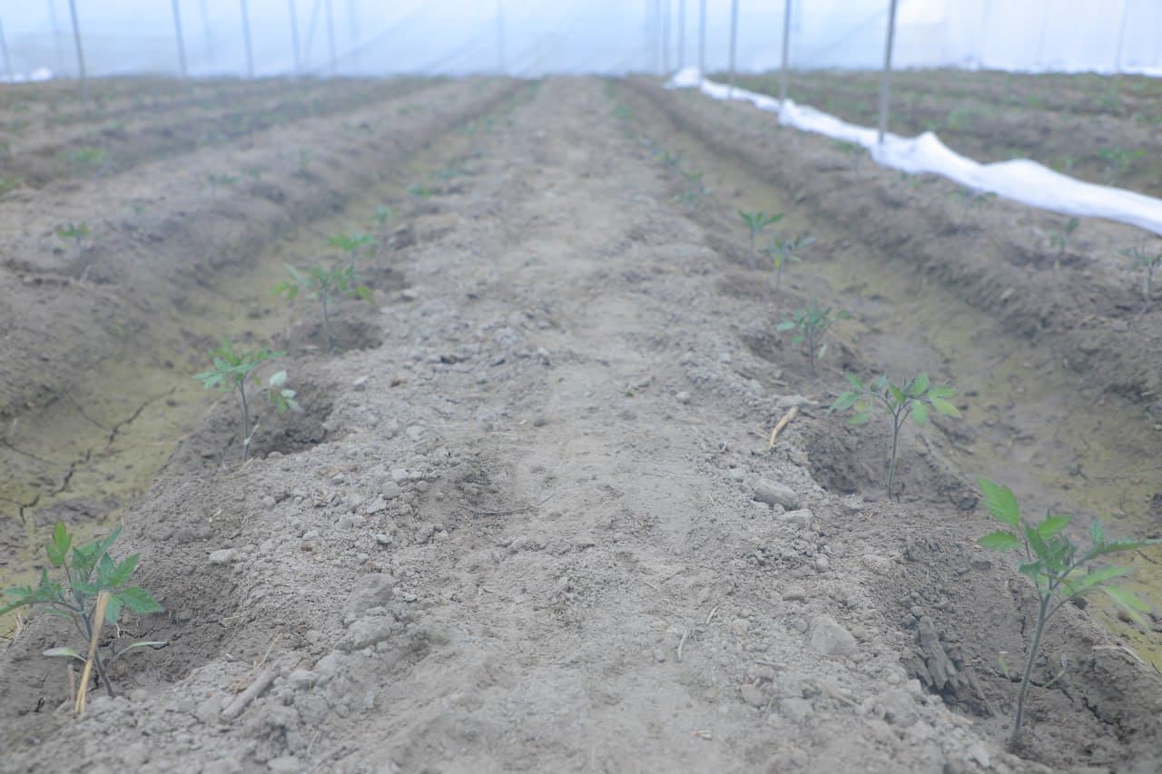 Пешкy: "Дейча"да Камоловлар хонадони иссиқхонадан 200 миллион сўм даромадни кўзлаган