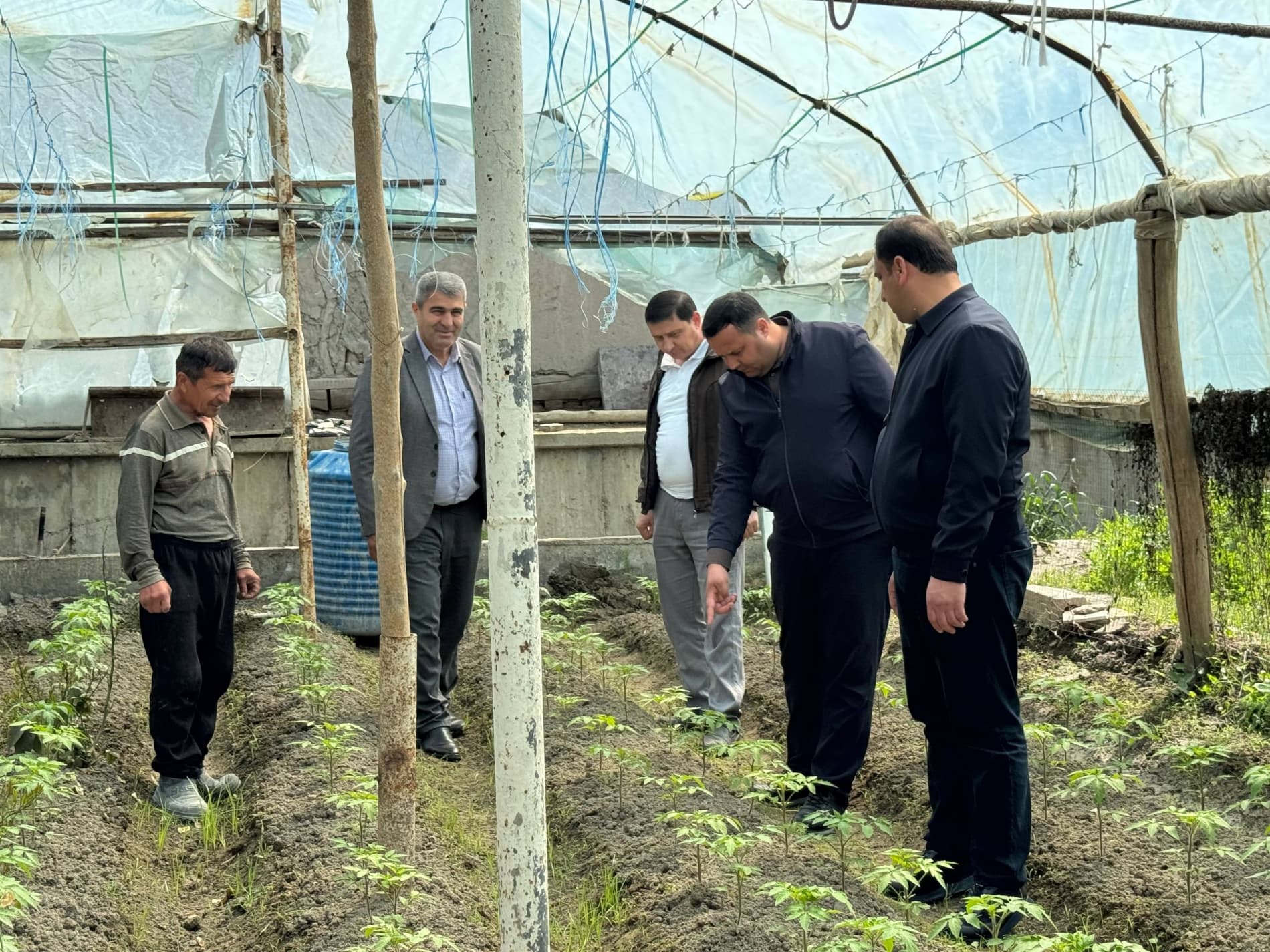 Shofirkon: tomorqada birgina hosilga 3 million so‘m sarflab, 30 million so‘m foyda ko‘zlanmoqda