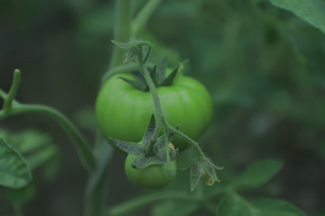 Пешкy: "Дейча"да Камоловлар хонадони иссиқхонадан 200 миллион сўм даромадни кўзлаган