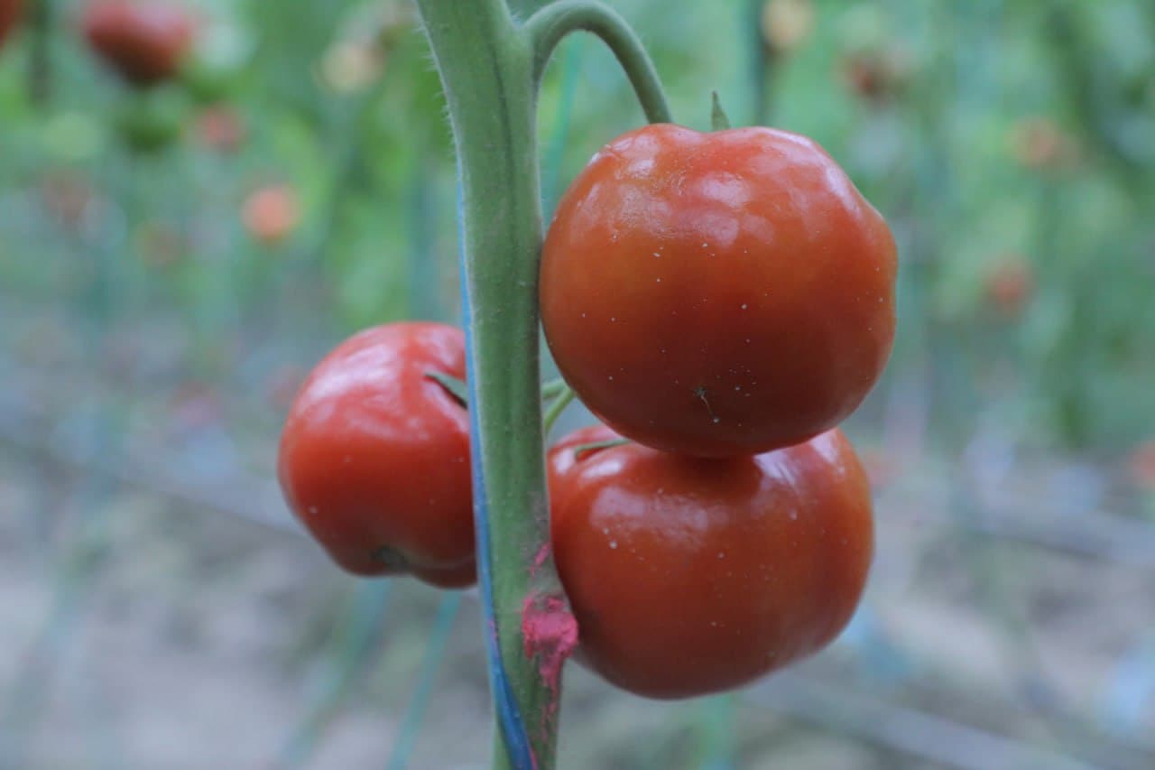 Пешкy: "Дейча"да Камоловлар хонадони иссиқхонадан 200 миллион сўм даромадни кўзлаган