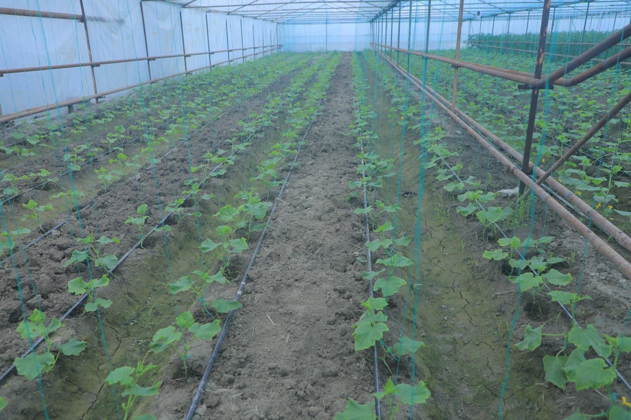 Пешкy: "Дейча"да Камоловлар хонадони иссиқхонадан 200 миллион сўм даромадни кўзлаган