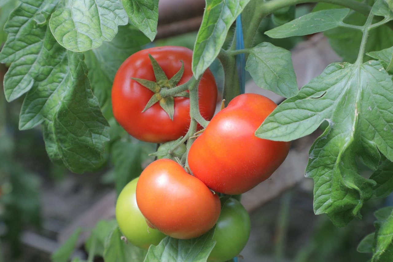 Пешкy: "Дейча"да Камоловлар хонадони иссиқхонадан 200 миллион сўм даромадни кўзлаган