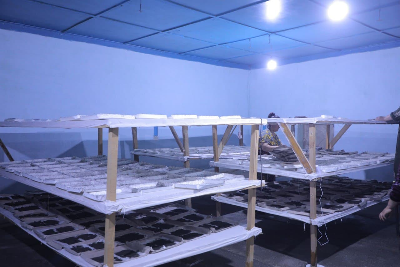 Пешку: ҳудуддаги 7 та инкубаторияда 3314 қути ипак қурти жонлантирилиб, манзили тарқатилди