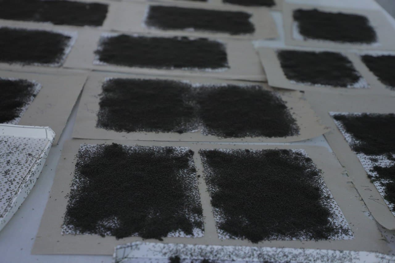 Пешку: ҳудуддаги 7 та инкубаторияда 3314 қути ипак қурти жонлантирилиб, манзили тарқатилди