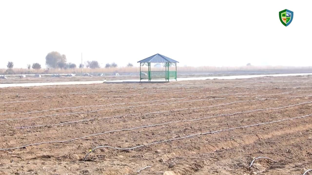 Қоракўлда шўр ва сувсизликка чидамли ўсимликлар—галофит боғи барпо қилинмоқда