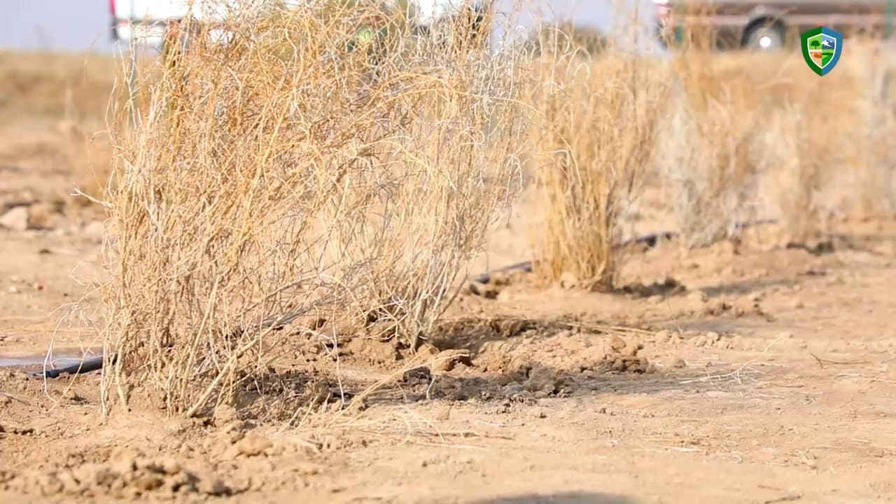 Қоракўлда шўр ва сувсизликка чидамли ўсимликлар—галофит боғи барпо қилинмоқда