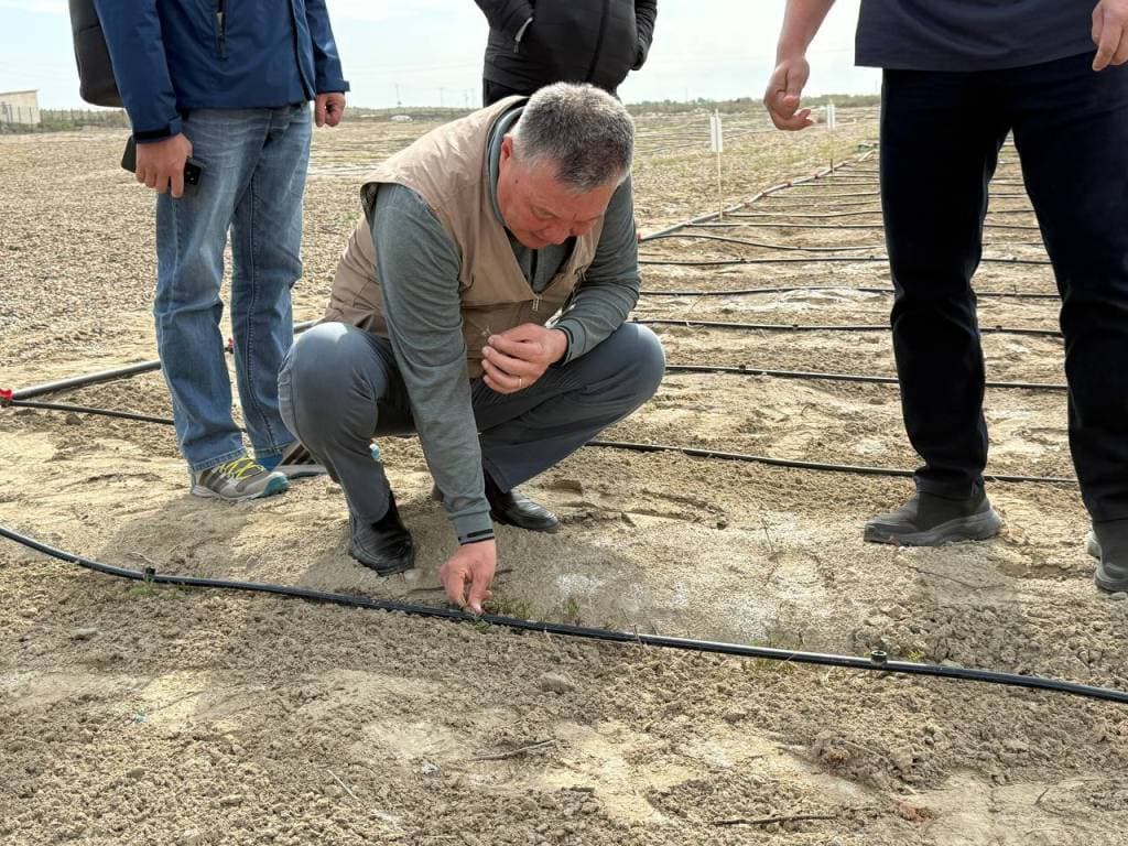 Қоракўлда шўр ва сувсизликка чидамли ўсимликлар—галофит боғи барпо қилинмоқда