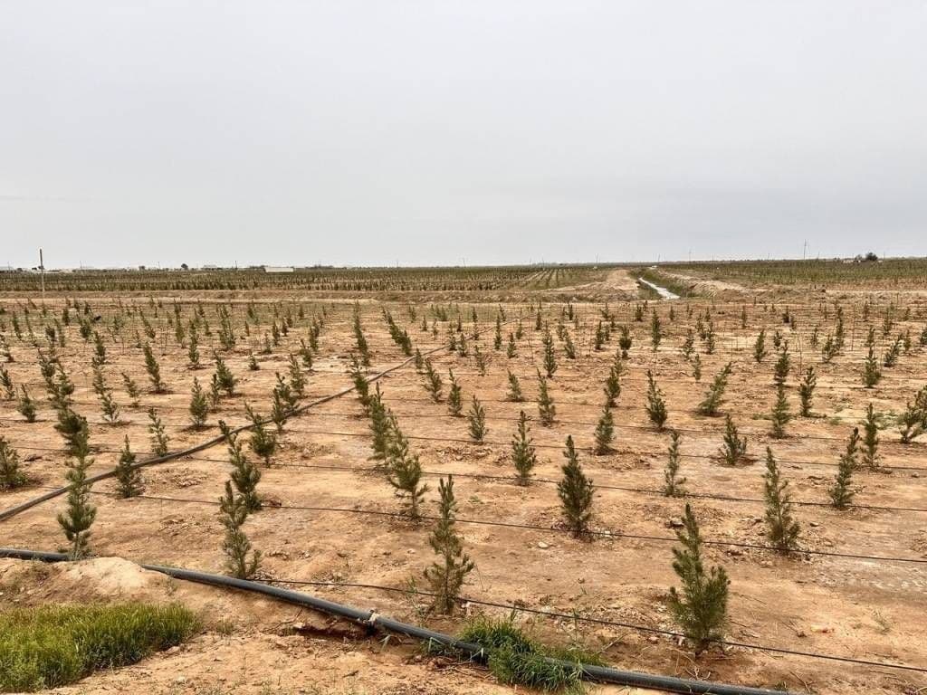 Қоракўлда шўр ва сувсизликка чидамли ўсимликлар—галофит боғи барпо қилинмоқда