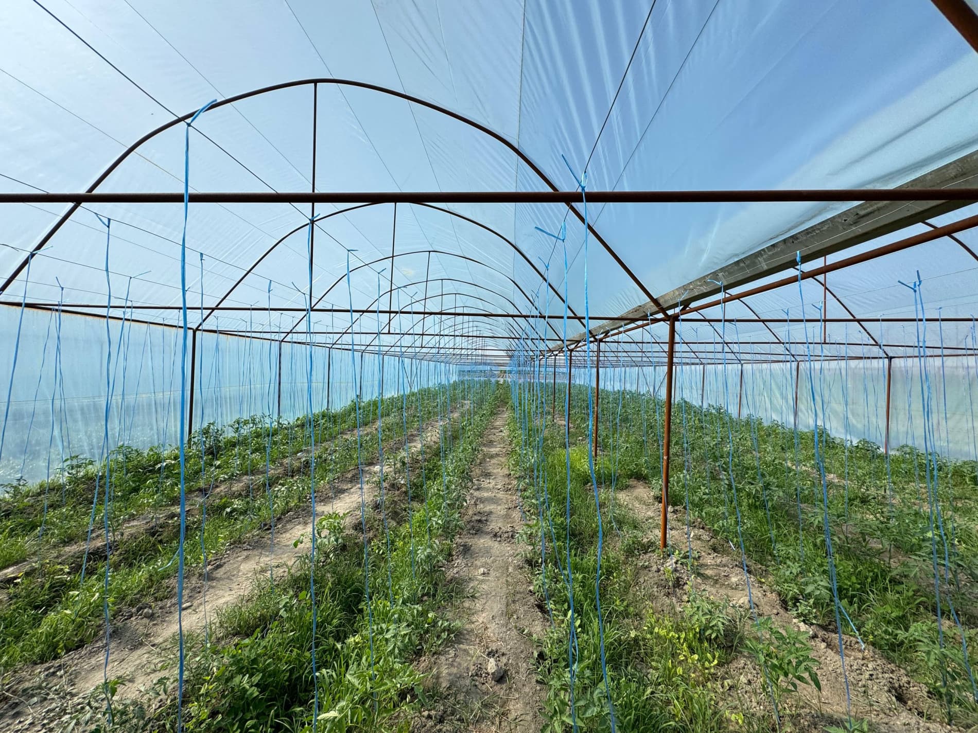 Шофиркон: Холовлар иссиқхонасида 1,5 гектардан 300 миллион сўм моддий манфаатдорлик кўзланмоқда