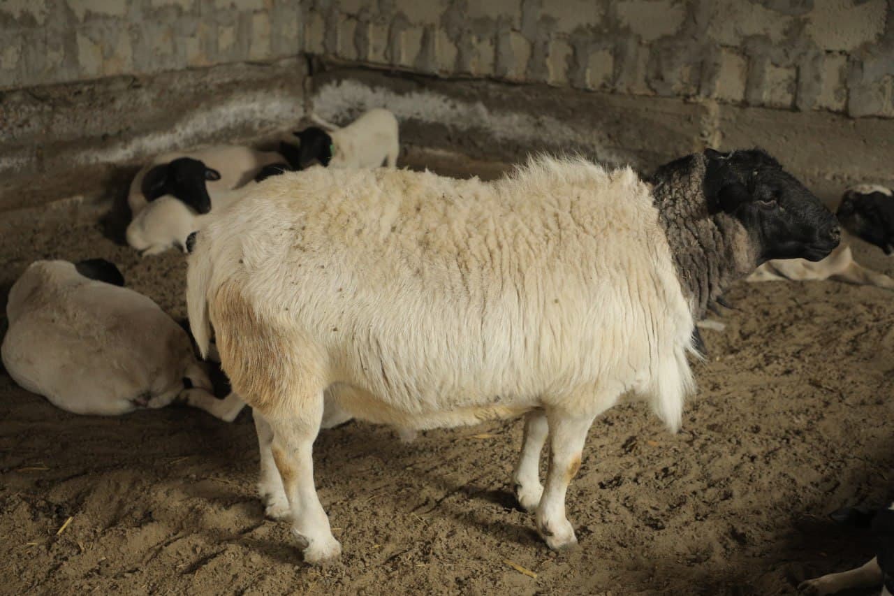 Пешку: “Мунира ая” фермер хўжалигида чорвачиликка оид кўргазмали семинари ўтказилди