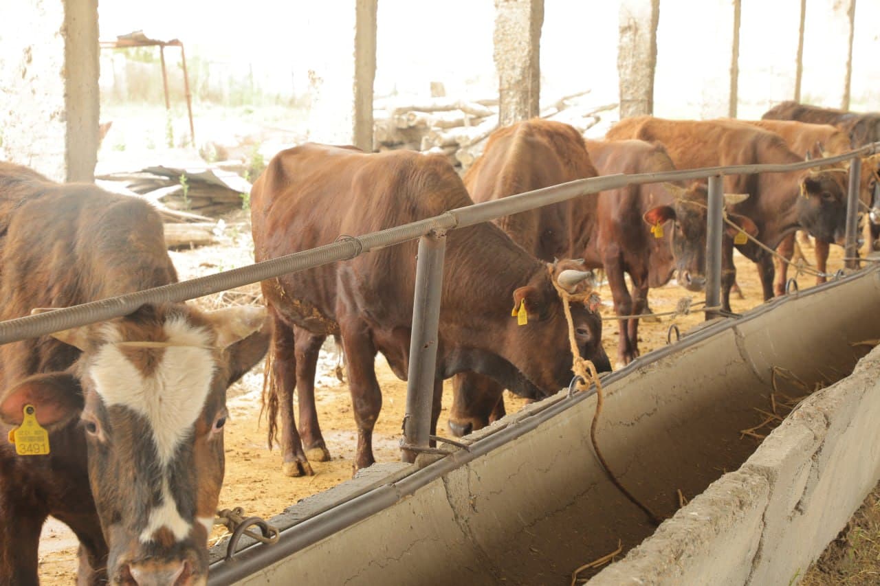 Пешку: “Мунира ая” фермер хўжалигида чорвачиликка оид кўргазмали семинари ўтказилди