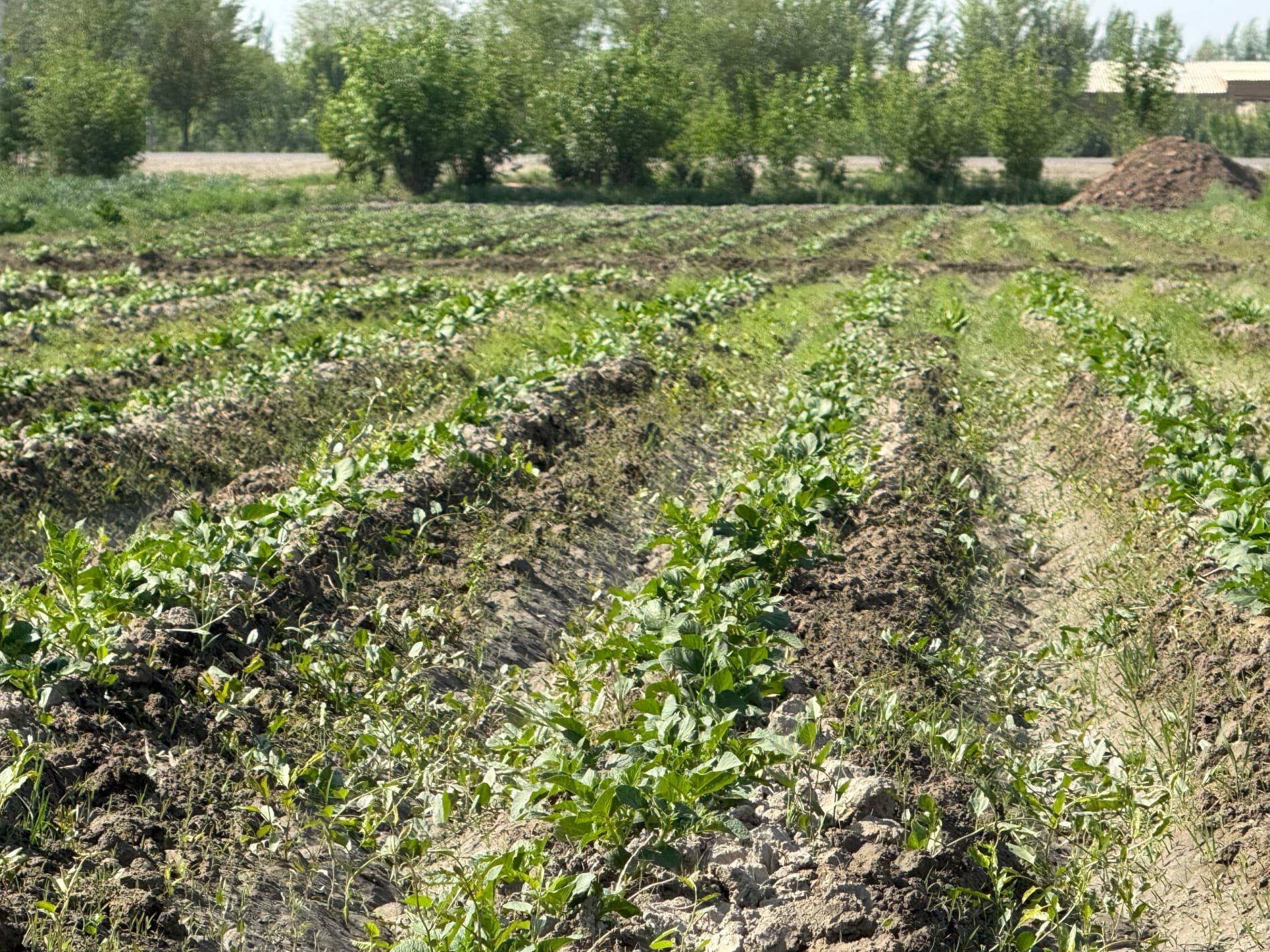 Шофиркон: Холовлар иссиқхонасида 1,5 гектардан 300 миллион сўм моддий манфаатдорлик кўзланмоқда