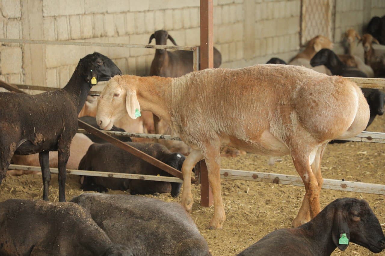 Пешку: “Мунира ая” фермер хўжалигида чорвачиликка оид кўргазмали семинари ўтказилди