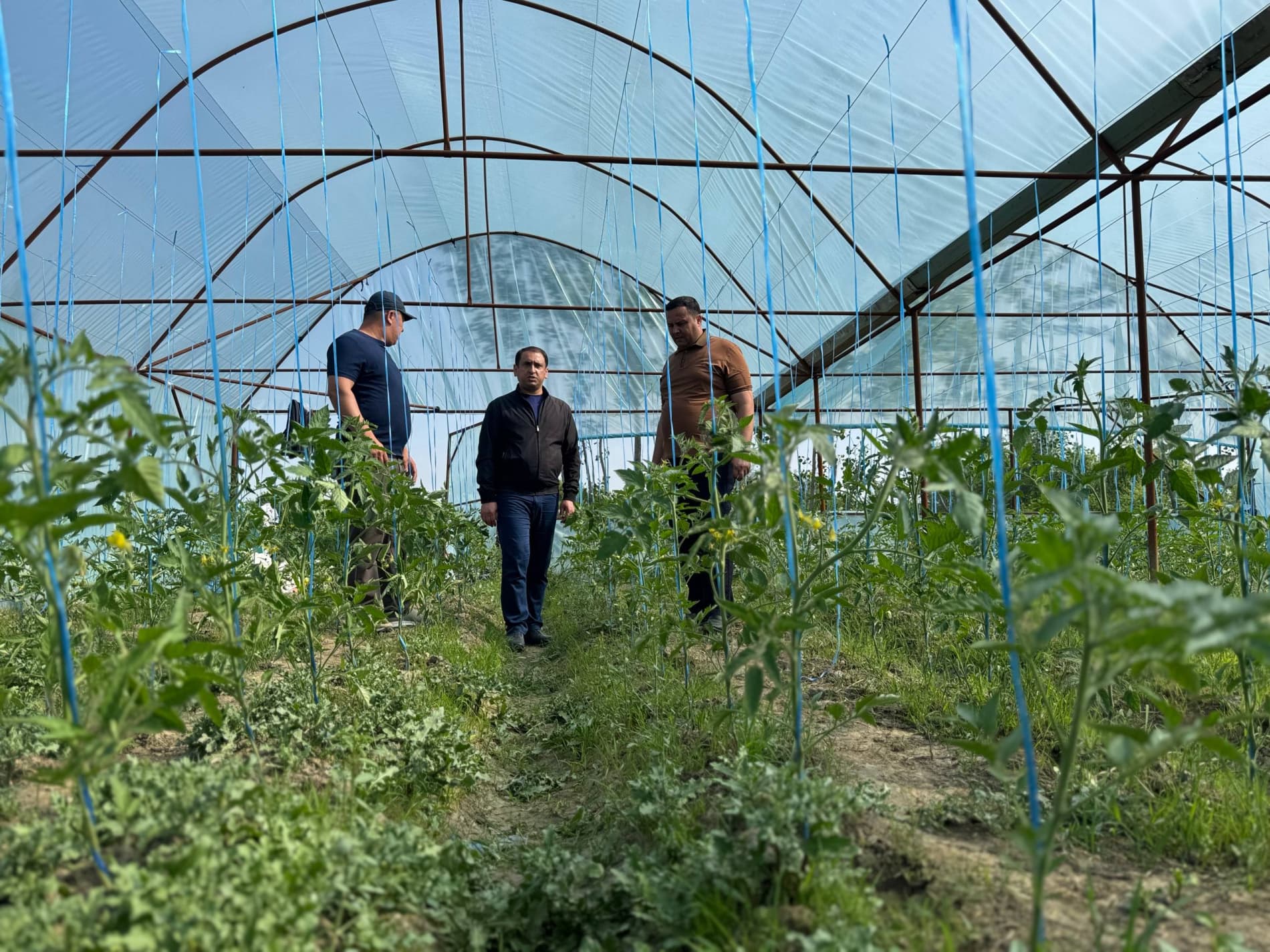 Шофиркон: Холовлар иссиқхонасида 1,5 гектардан 300 миллион сўм моддий манфаатдорлик кўзланмоқда