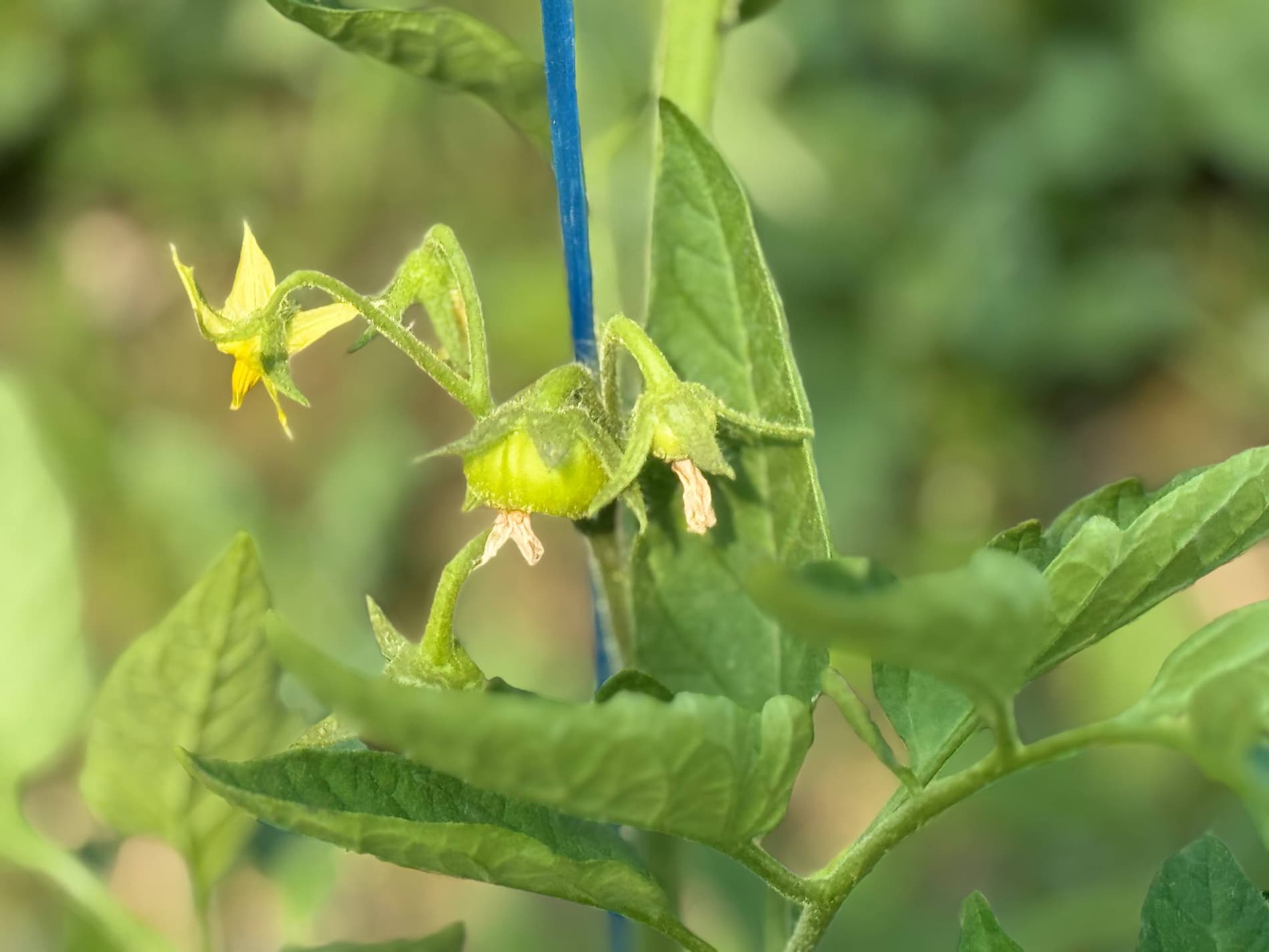 Шофиркон: Холовлар иссиқхонасида 1,5 гектардан 300 миллион сўм моддий манфаатдорлик кўзланмоқда