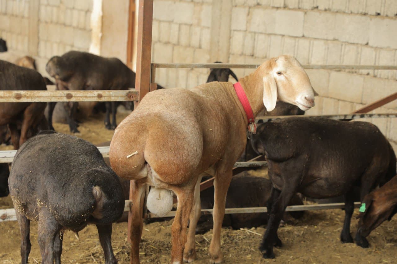 Пешку: “Мунира ая” фермер хўжалигида чорвачиликка оид кўргазмали семинари ўтказилди