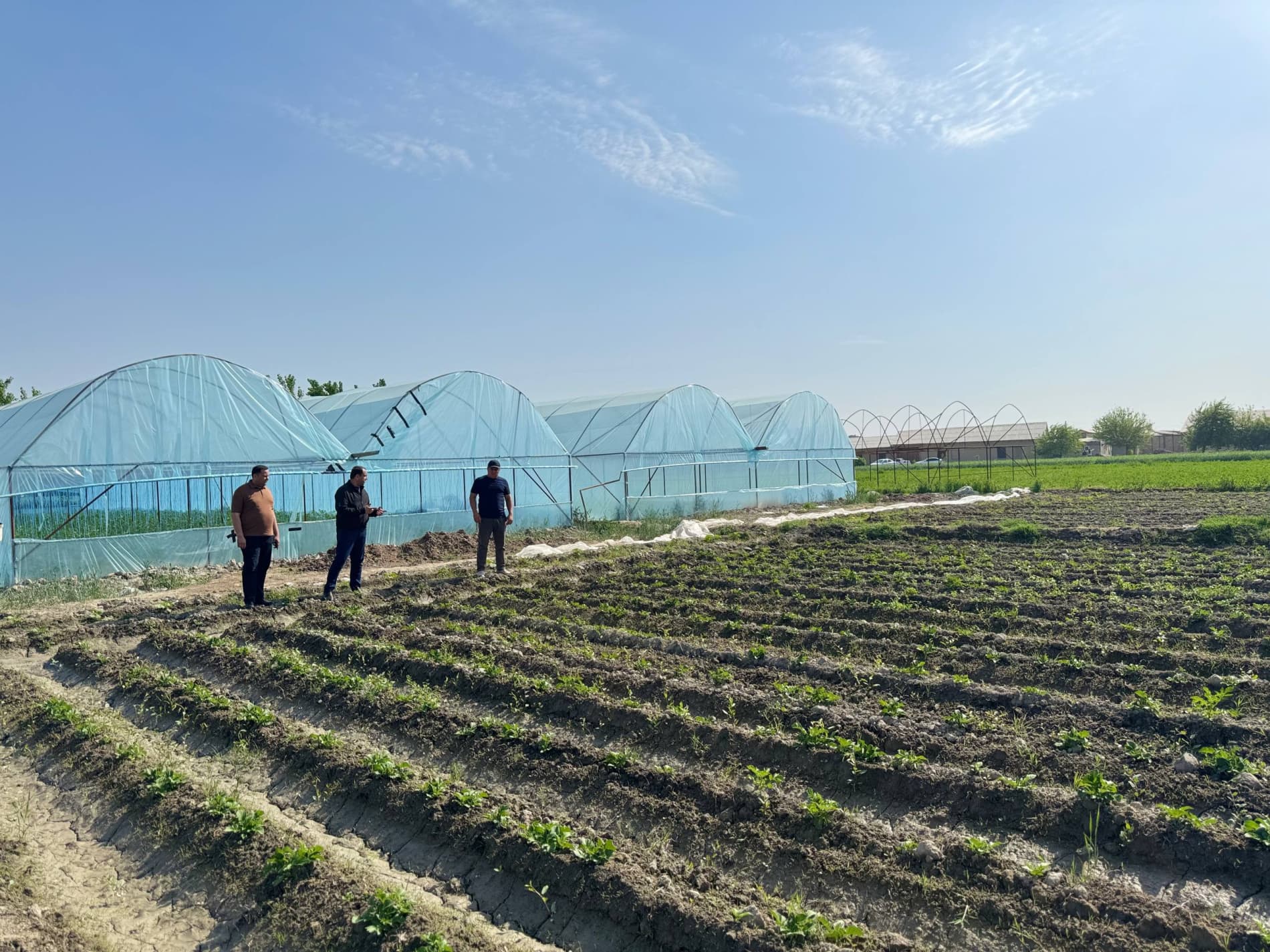 Шофиркон: Холовлар иссиқхонасида 1,5 гектардан 300 миллион сўм моддий манфаатдорлик кўзланмоқда