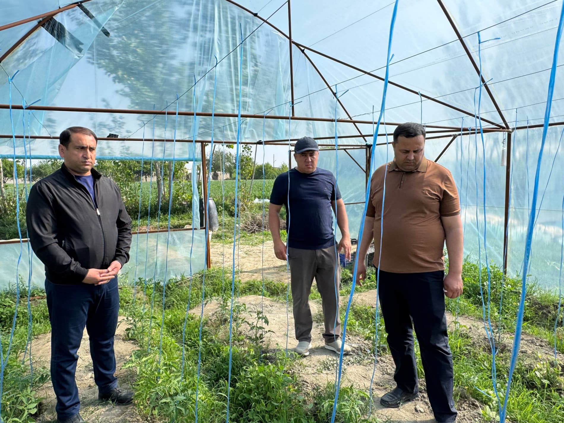 Шофиркон: Холовлар иссиқхонасида 1,5 гектардан 300 миллион сўм моддий манфаатдорлик кўзланмоқда