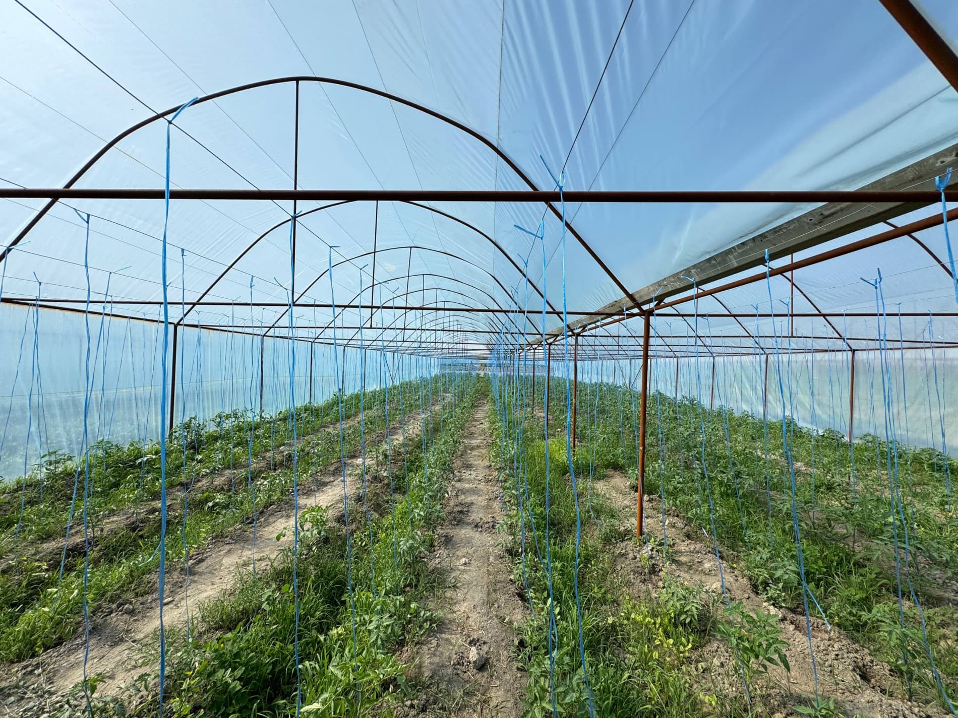 Шофиркон: Холовлар иссиқхонасида 1,5 гектардан 300 миллион сўм моддий манфаатдорлик кўзланмоқда