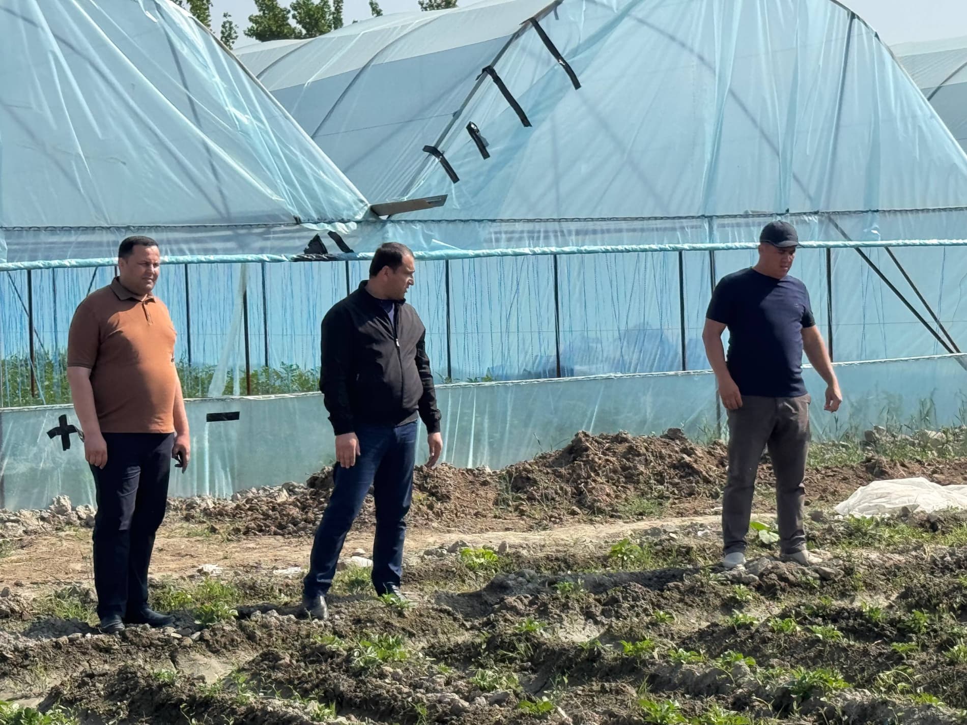 Шофиркон: Холовлар иссиқхонасида 1,5 гектардан 300 миллион сўм моддий манфаатдорлик кўзланмоқда