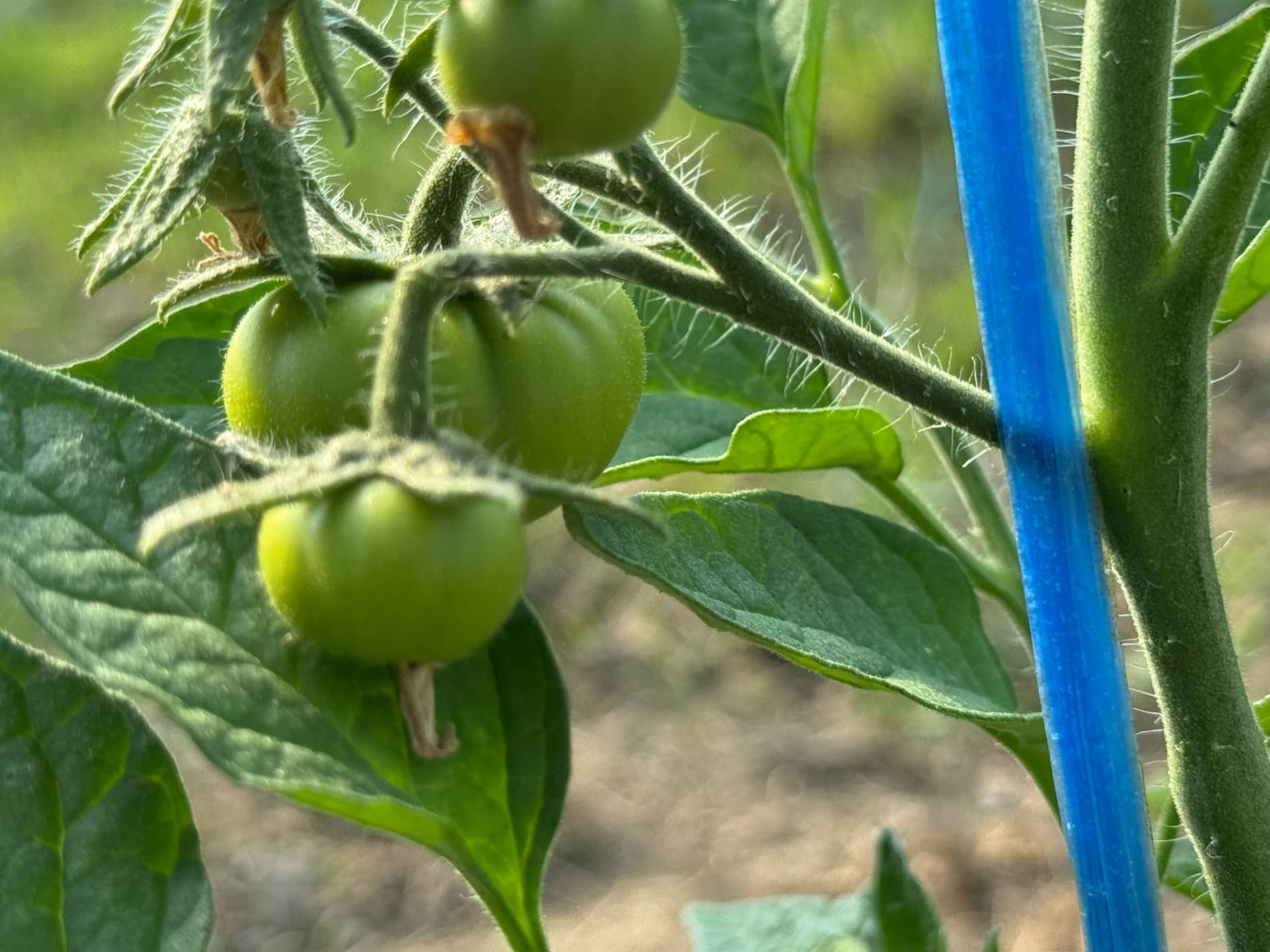 Шофиркон: Холовлар иссиқхонасида 1,5 гектардан 300 миллион сўм моддий манфаатдорлик кўзланмоқда