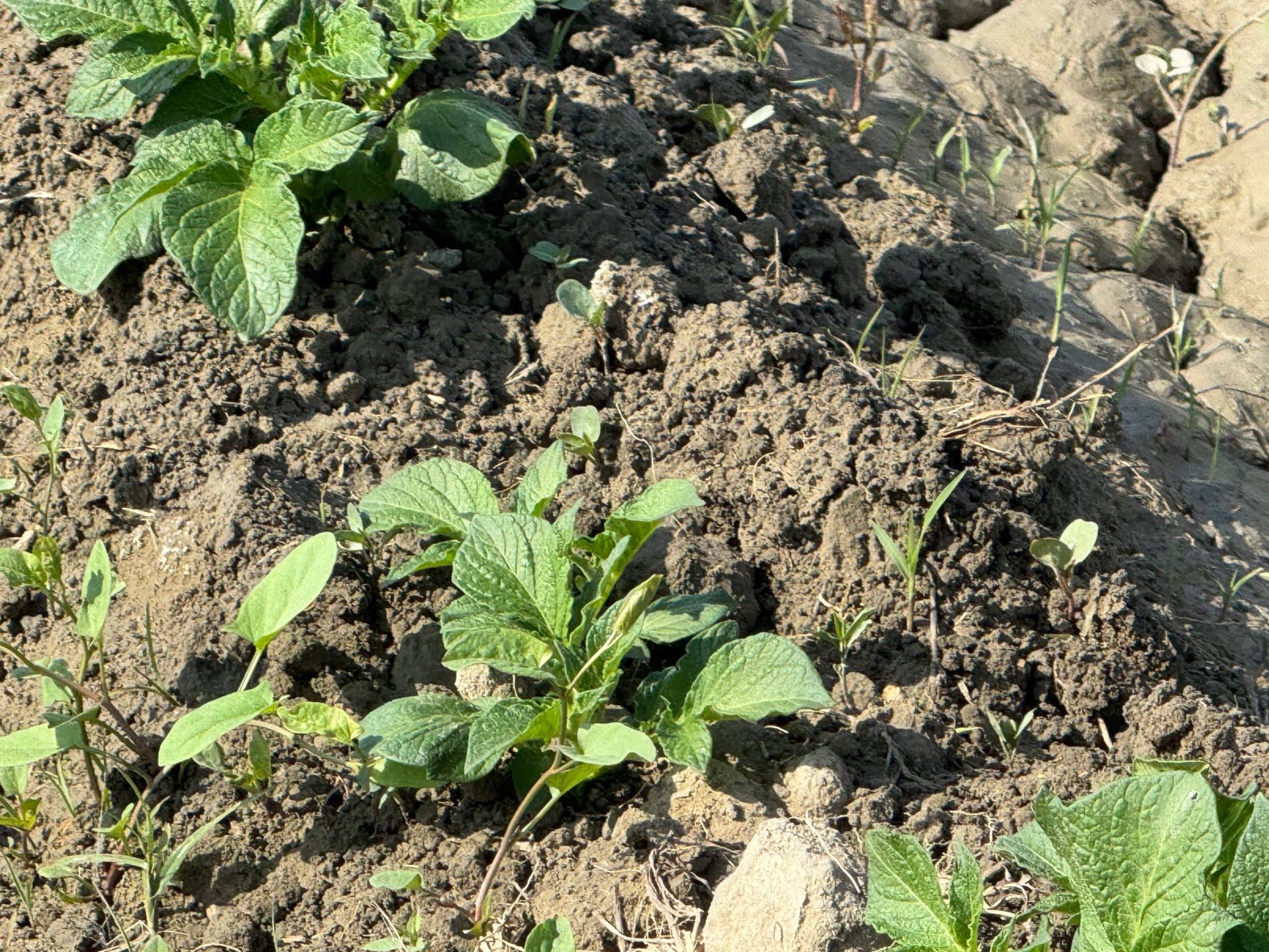 Шофиркон: Холовлар иссиқхонасида 1,5 гектардан 300 миллион сўм моддий манфаатдорлик кўзланмоқда