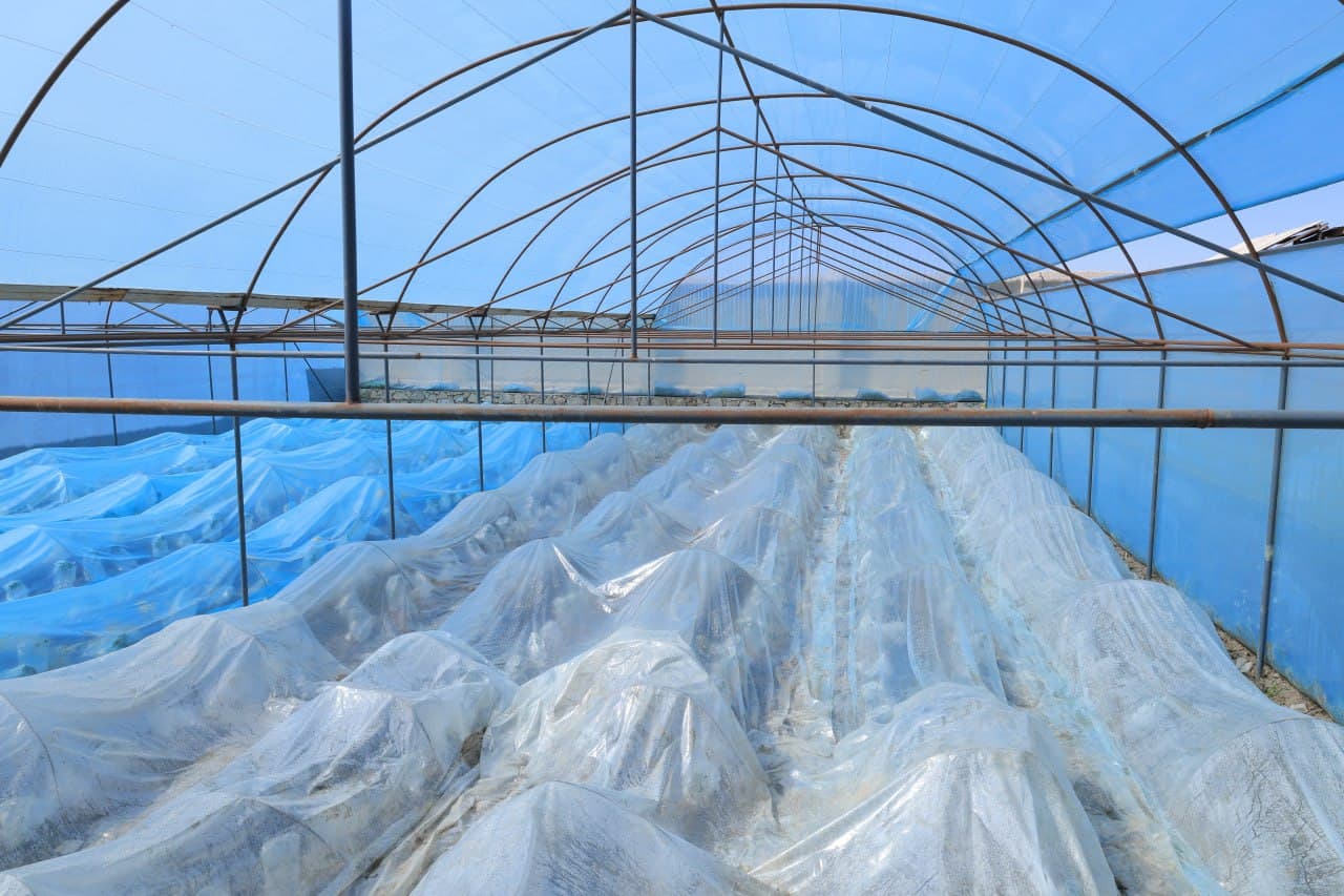 Когон: дастлабки ҳосилдан 20 миллион сўмдан ошириб фойда кўзланган