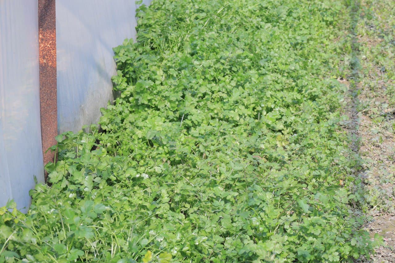 Когон: дастлабки ҳосилдан 20 миллион сўмдан ошириб фойда кўзланган