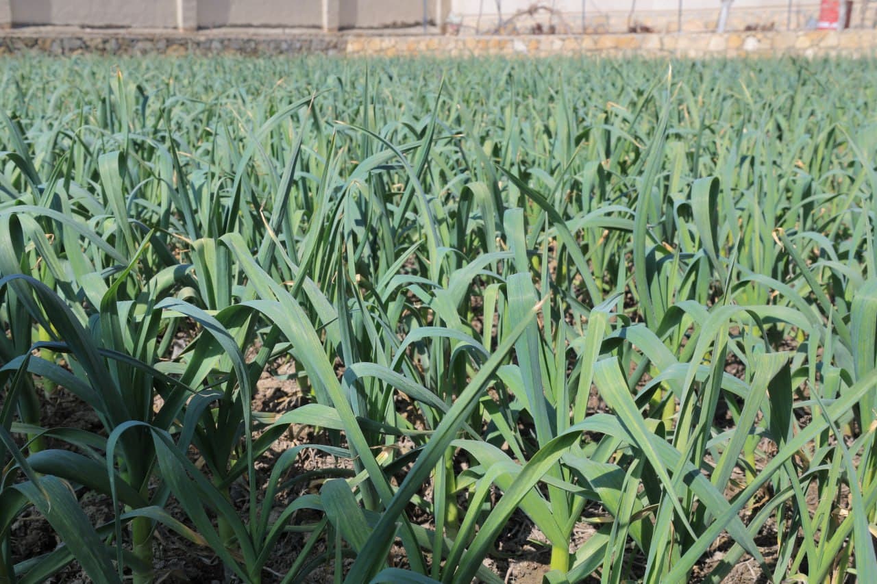 Когон: дастлабки ҳосилдан 20 миллион сўмдан ошириб фойда кўзланган