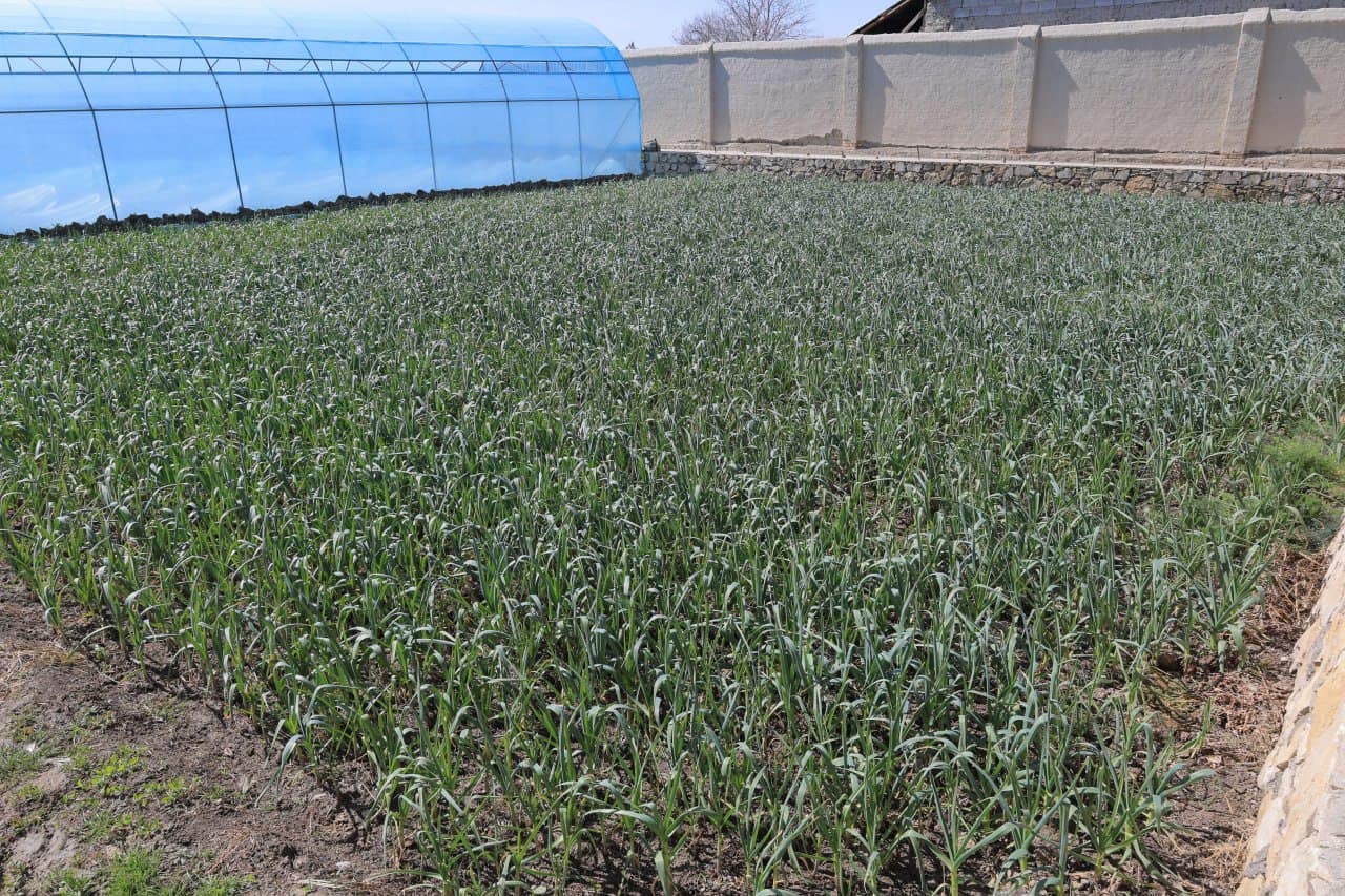 Когон: дастлабки ҳосилдан 20 миллион сўмдан ошириб фойда кўзланган