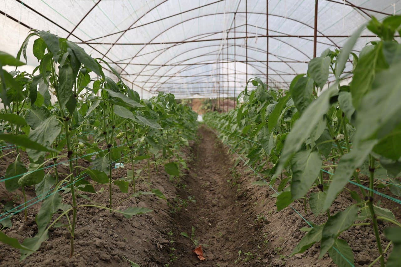 Когон: дастлабки ҳосилдан 20 миллион сўмдан ошириб фойда кўзланган