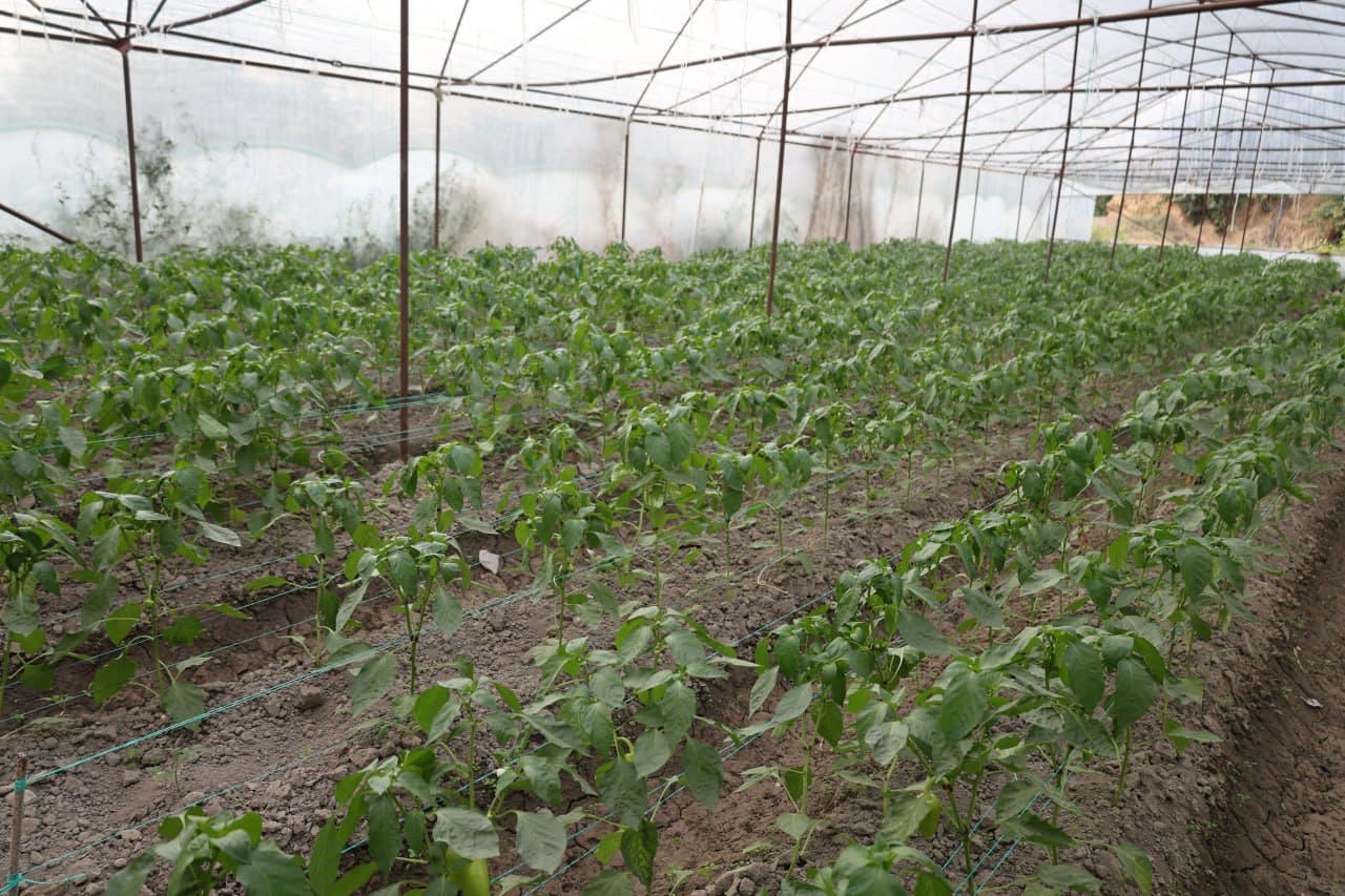 Когон: дастлабки ҳосилдан 20 миллион сўмдан ошириб фойда кўзланган