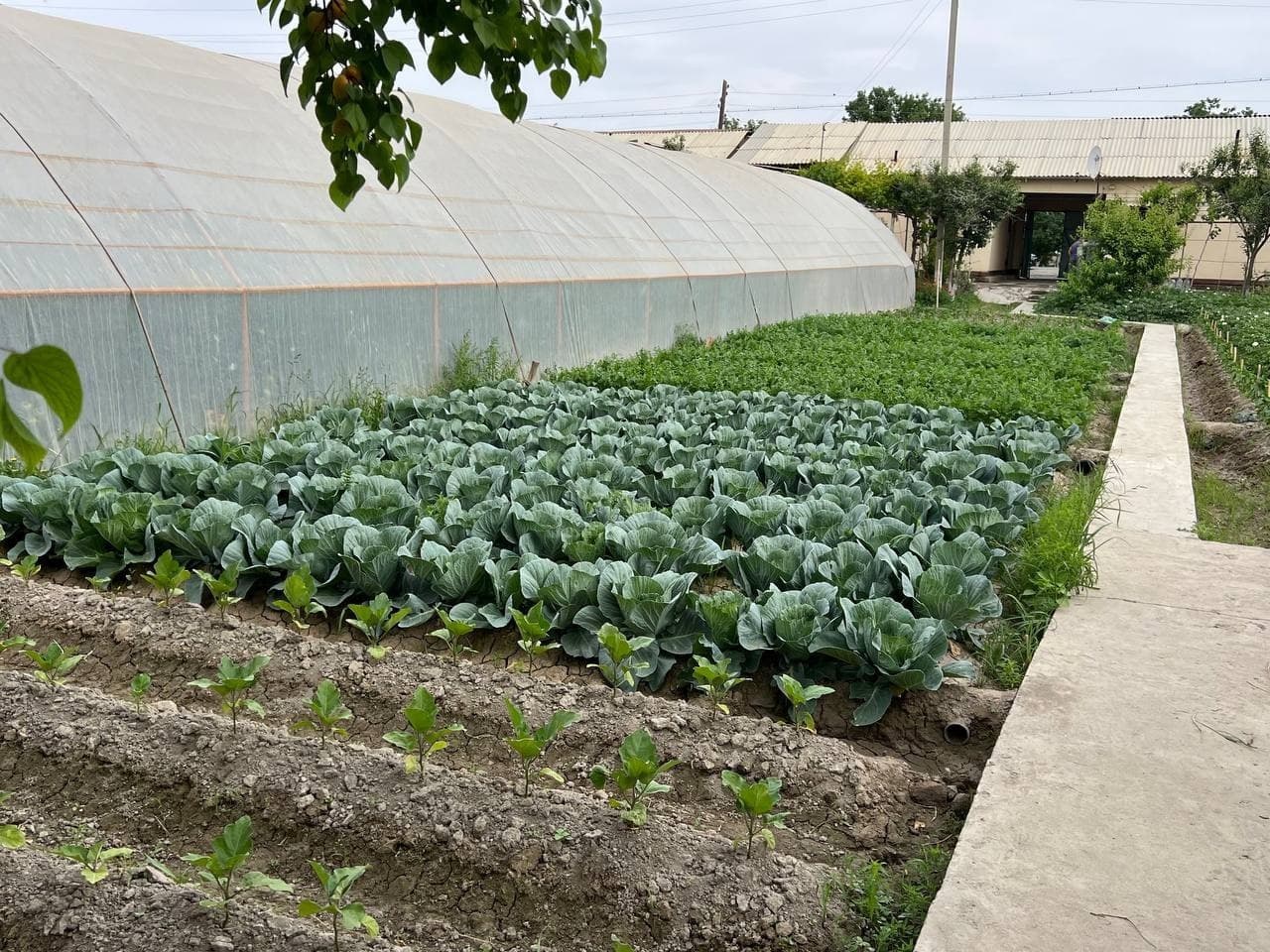 Olot: “Bo‘ribek Chandir” mahallasidagi Tohir Qurbonov uy xo‘jaligida ham qut-barakaga erishilmoqda