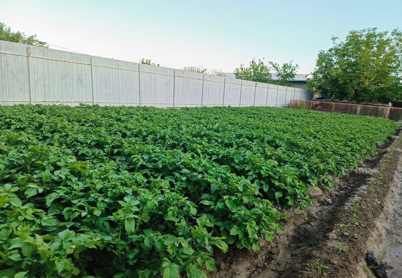 Olot: “Bo‘ribek Chandir” mahallasidagi Tohir Qurbonov uy xo‘jaligida ham qut-barakaga erishilmoqda