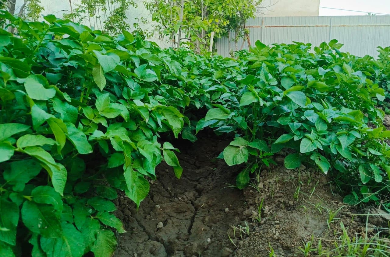 Olot: “Bo‘ribek Chandir” mahallasidagi Tohir Qurbonov uy xo‘jaligida ham qut-barakaga erishilmoqda