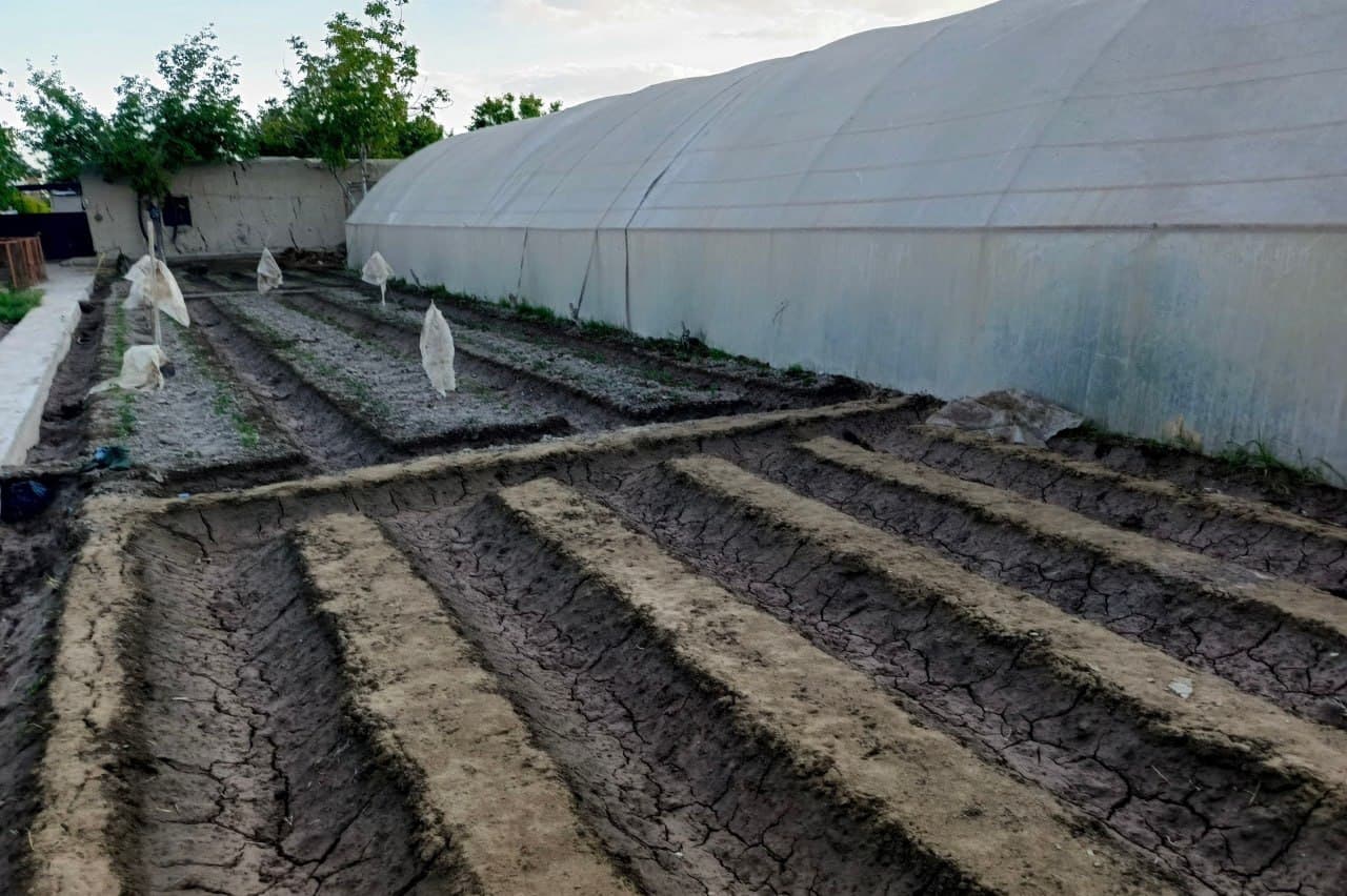Olot: “Bo‘ribek Chandir” mahallasidagi Tohir Qurbonov uy xo‘jaligida ham qut-barakaga erishilmoqda