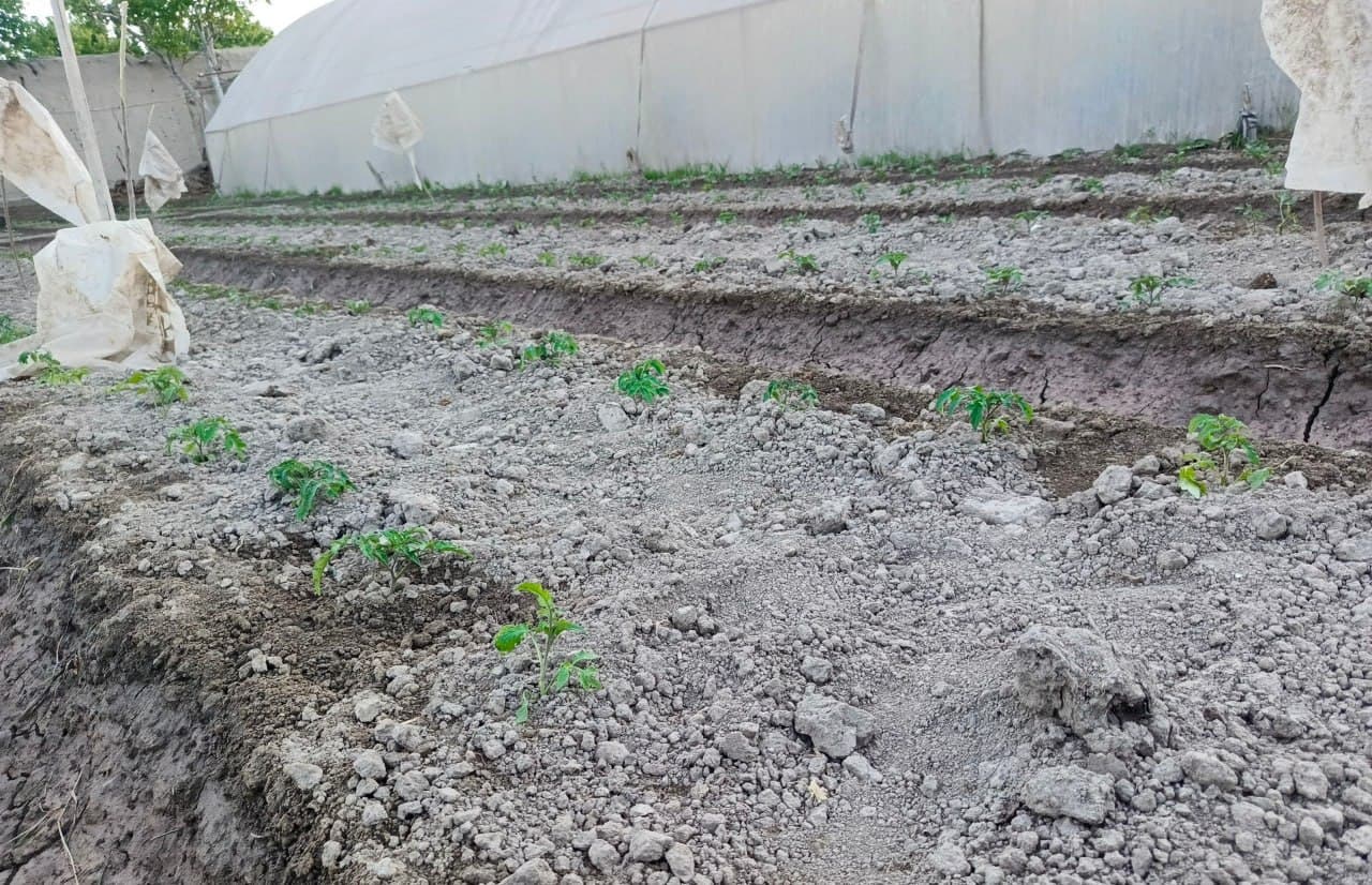 Olot: “Bo‘ribek Chandir” mahallasidagi Tohir Qurbonov uy xo‘jaligida ham qut-barakaga erishilmoqda