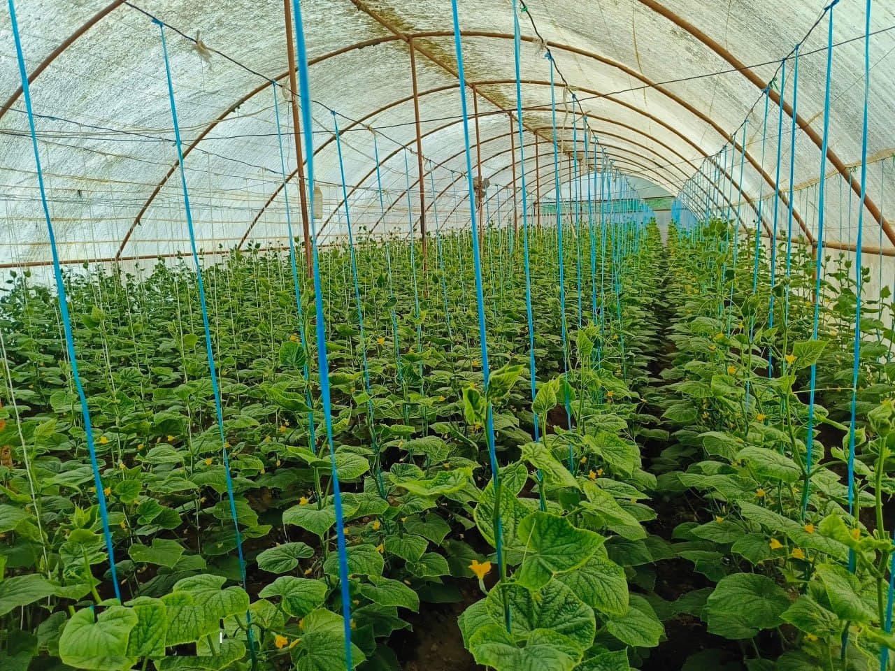 Olot: “Bo‘ribek Chandir” mahallasidagi Tohir Qurbonov uy xo‘jaligida ham qut-barakaga erishilmoqda