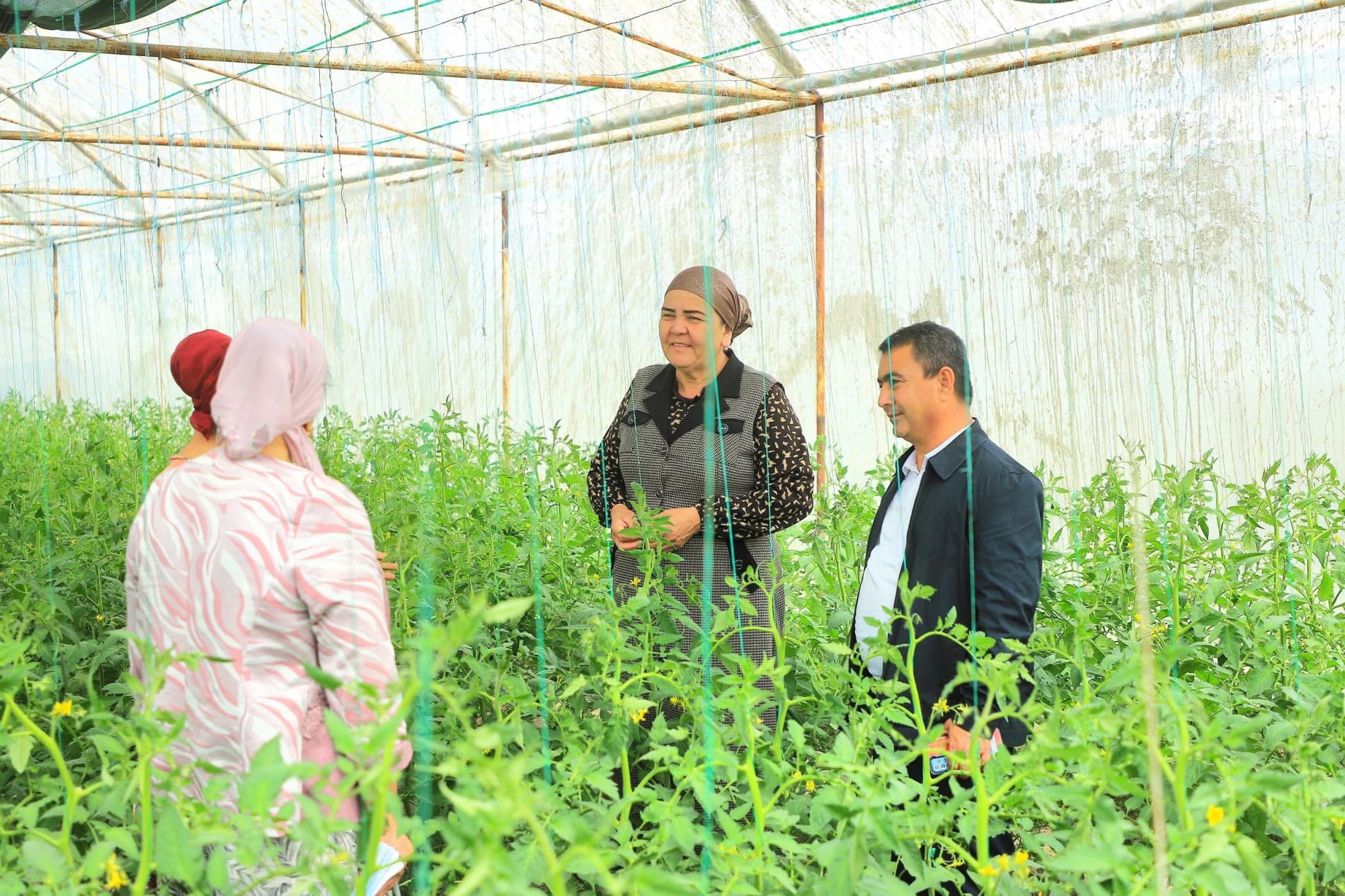Romitan: tomorqadan olinayotgan 1,5 tonna pomidor, yana shuncha kartoshka hosili—ro‘zg‘or qut-barakasi